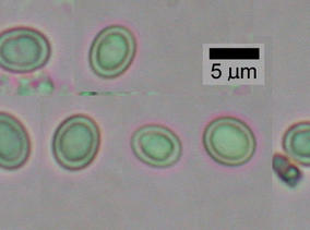 27079spores.jpg